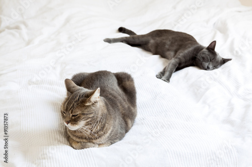 two cats lying on a white blanket