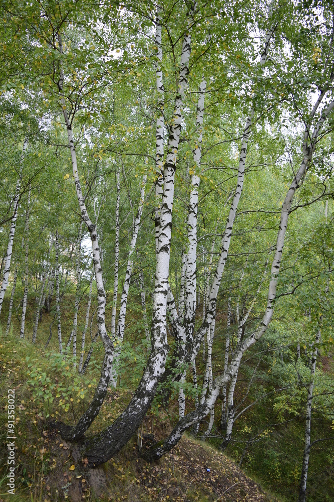 Fototapeta premium березовая роща
