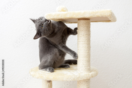 Young gray cat playing on a cat tree photo