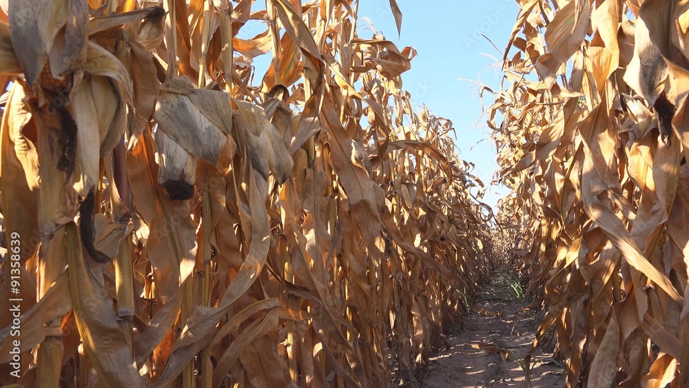 Corn field, rows of dry maize plants, 4k uhd footage Corn field, rows of dry maize plants, 4k uhd footage