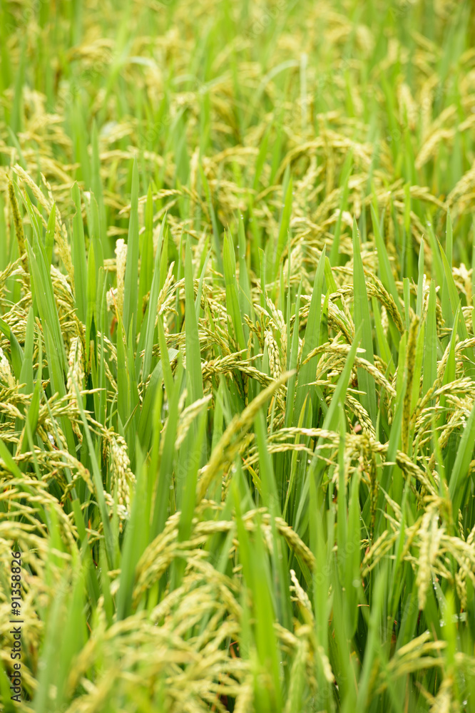 Rice fields on terraced in rainy season at SAPA, Lao Cai, Vietna Rice fields on terraced in rainy season at SAPA, Lao Cai, Vietna