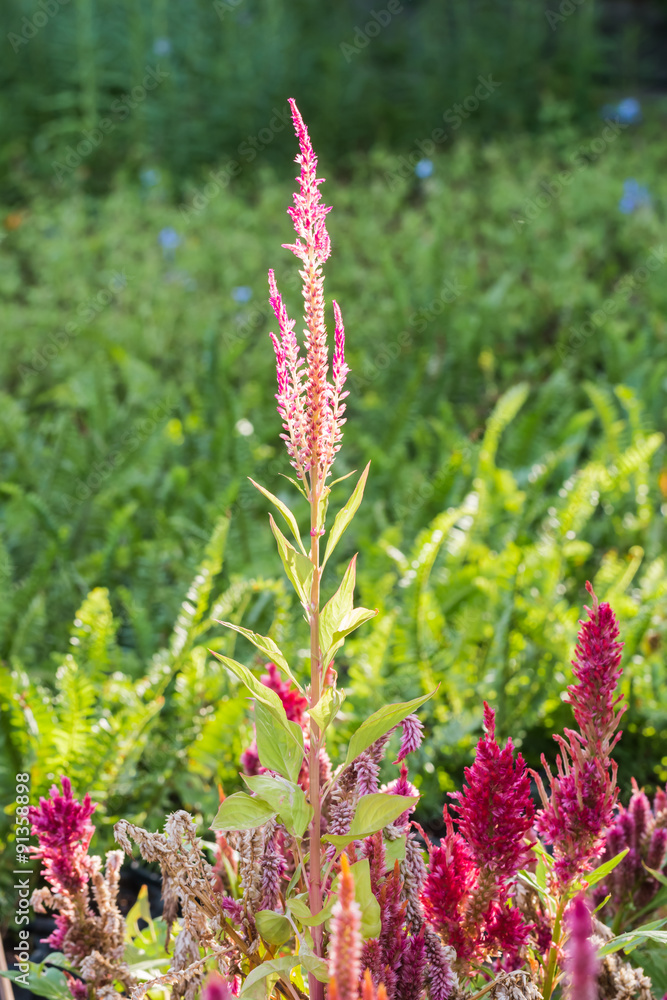 beautiful flower in garden beautiful flower in garden