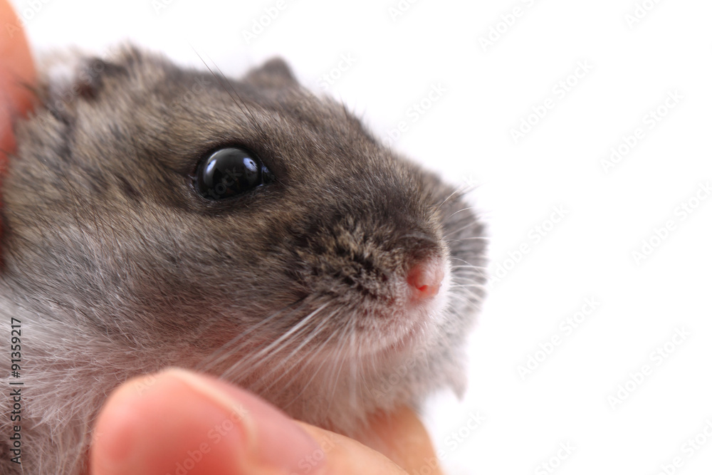 dzungarian mouse dzungarian mouse
