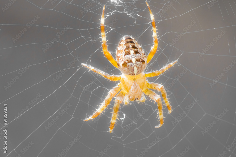 Hungrige Kreuzspinne wartet in ihrem Spinnennetz auf Beute Hungrige Kreuzspinne wartet in ihrem Spinnennetz auf Beute