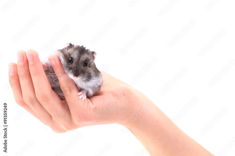 dzungarian mouse dzungarian mouse