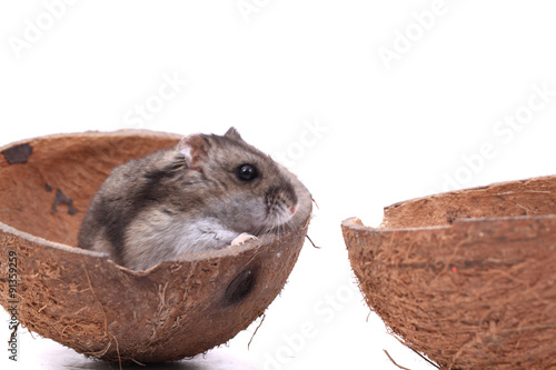 dzungarian mouse in the coconut
