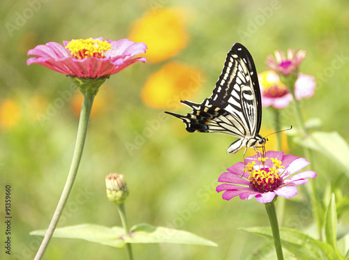             Swallowtail butterfly and flowers