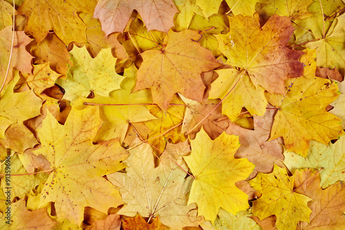 closeup autumn maple leaves as background