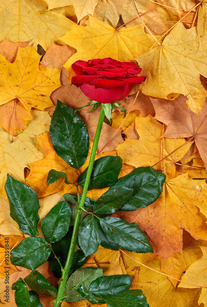 Fototapeta premium red rose on yellow autumn leaves background