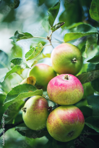 green apples