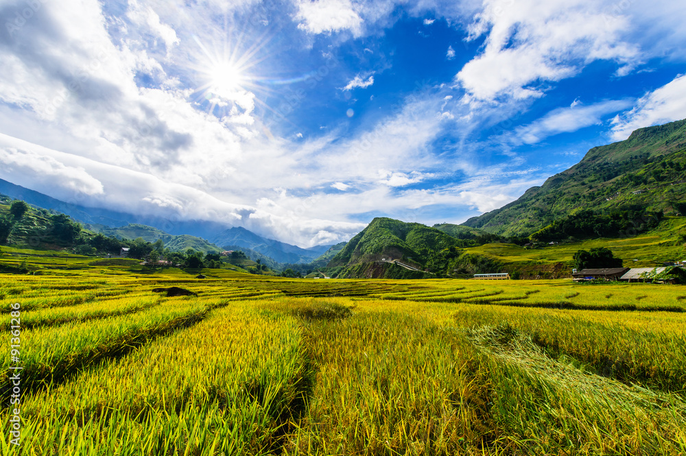 Rice fields on terraced in rainny season at SAPA, Lao Cai, Vietn Rice fields on terraced in rainny season at SAPA, Lao Cai, Vietn