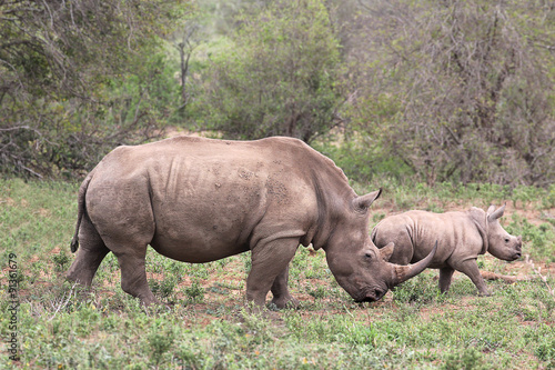 A female rhino / rhinoceros protecting her calf
