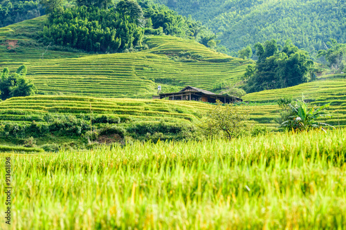 Rice fields on terraced in rainy season at SAPA, Lao Cai, Vietna