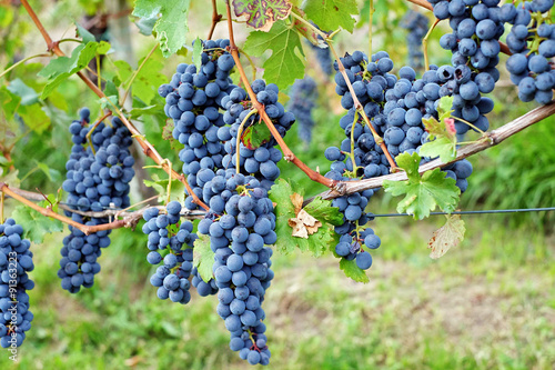 Fotografie Clusters of ripe red grapes