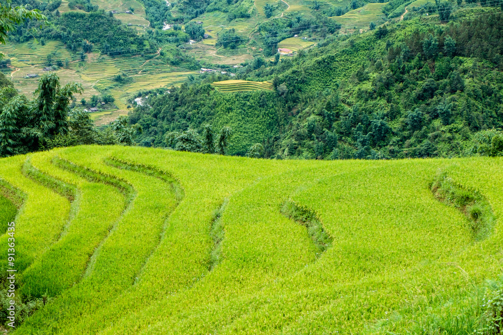 Obraz premium Rice fields on terraced in rainny season at SAPA, Lao Cai, Vietn