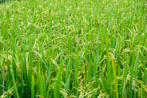 Rice fields on terraced in rainny season at SAPA  Lao Cai  Vietn