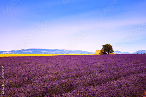 Fototapeta Naklejka Na Ścianę i Meble -  Lavender flowers blooming field, house and tree. Provence, Franc