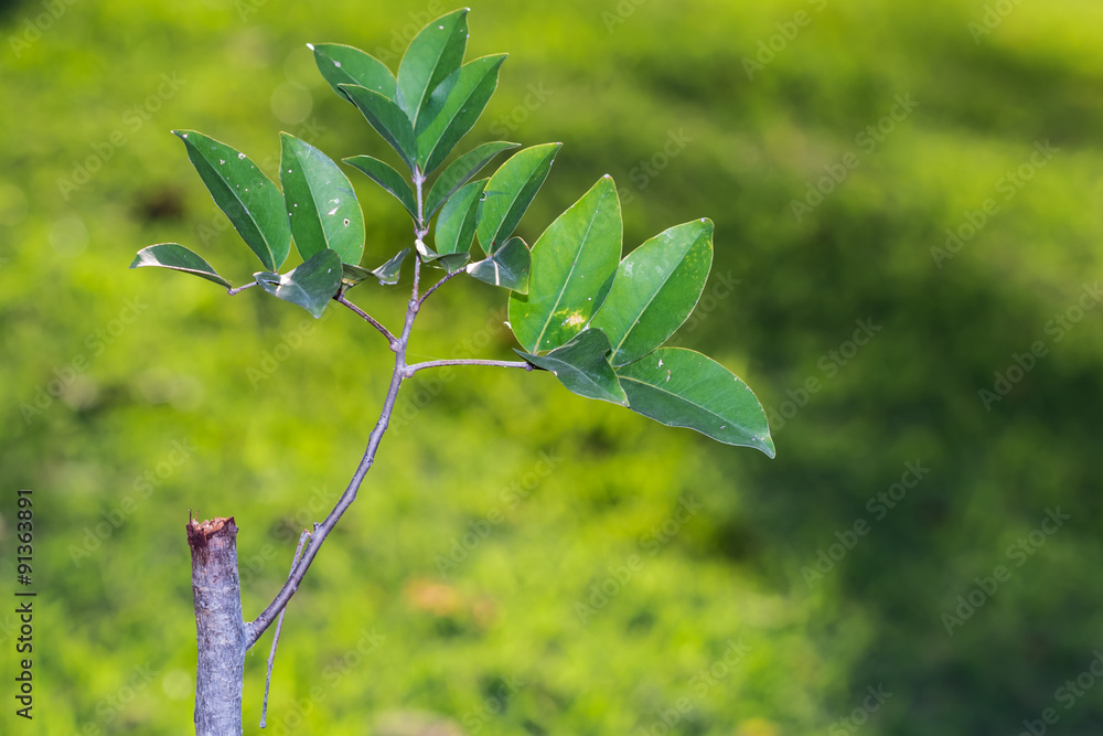 Obraz premium Leaf in garden