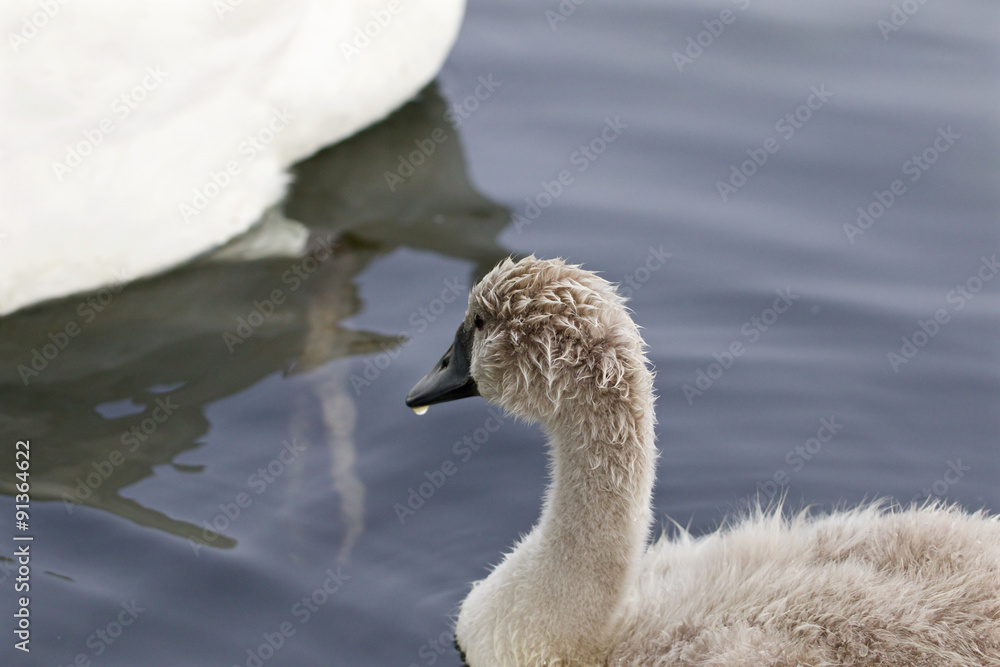 The young swan is looking at his parents