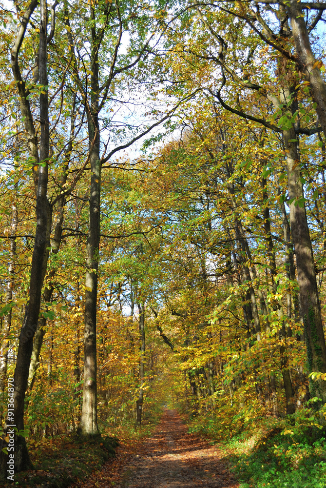 Autumn in a French forest