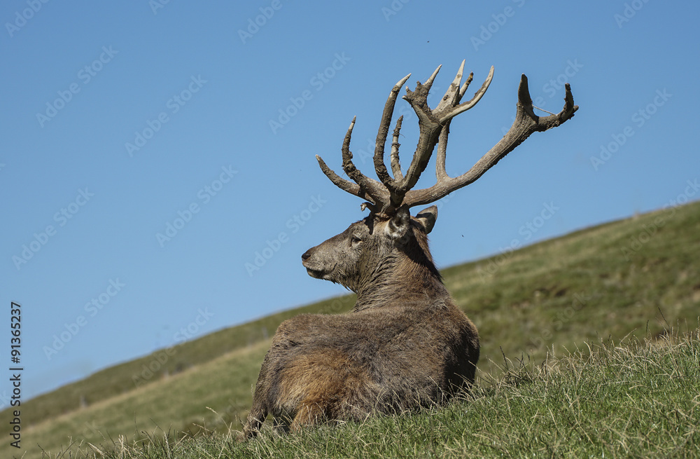 Hirsch 1