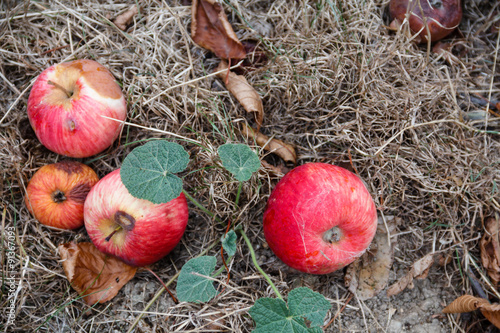 Autumn. Red apples fall to the ground.