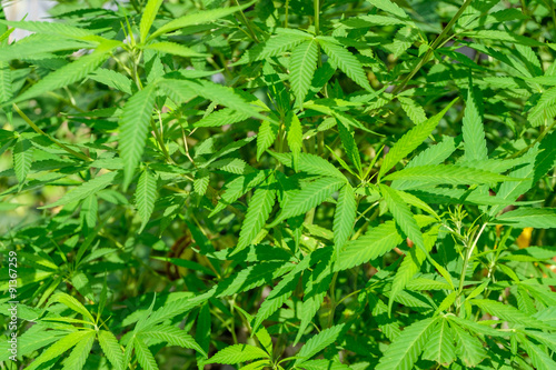 marijuana foliage