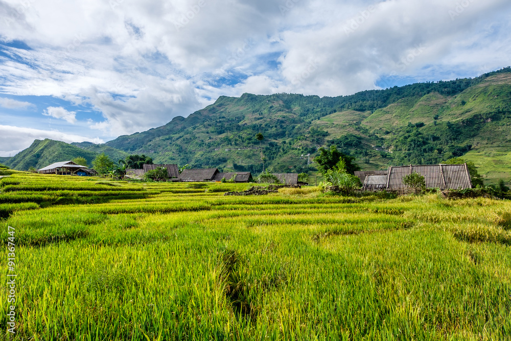 Rice fields on terraced in rainny season at SAPA, Lao Cai, Vietn