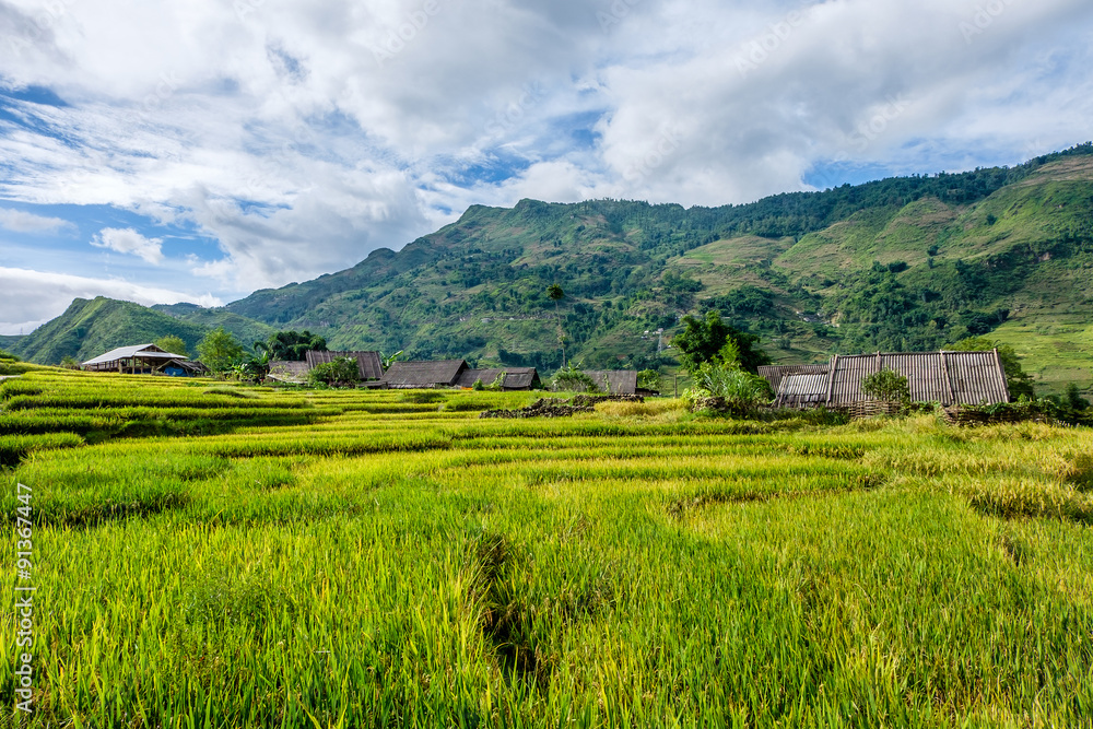 Rice fields on terraced in rainny season at SAPA, Lao Cai, Vietn Rice fields on terraced in rainny season at SAPA, Lao Cai, Vietn