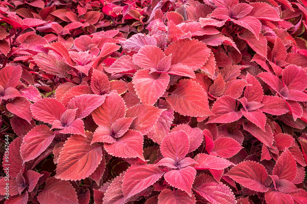 red leaf foliage background red leaf foliage background