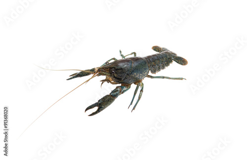 Marble crayfish photo
