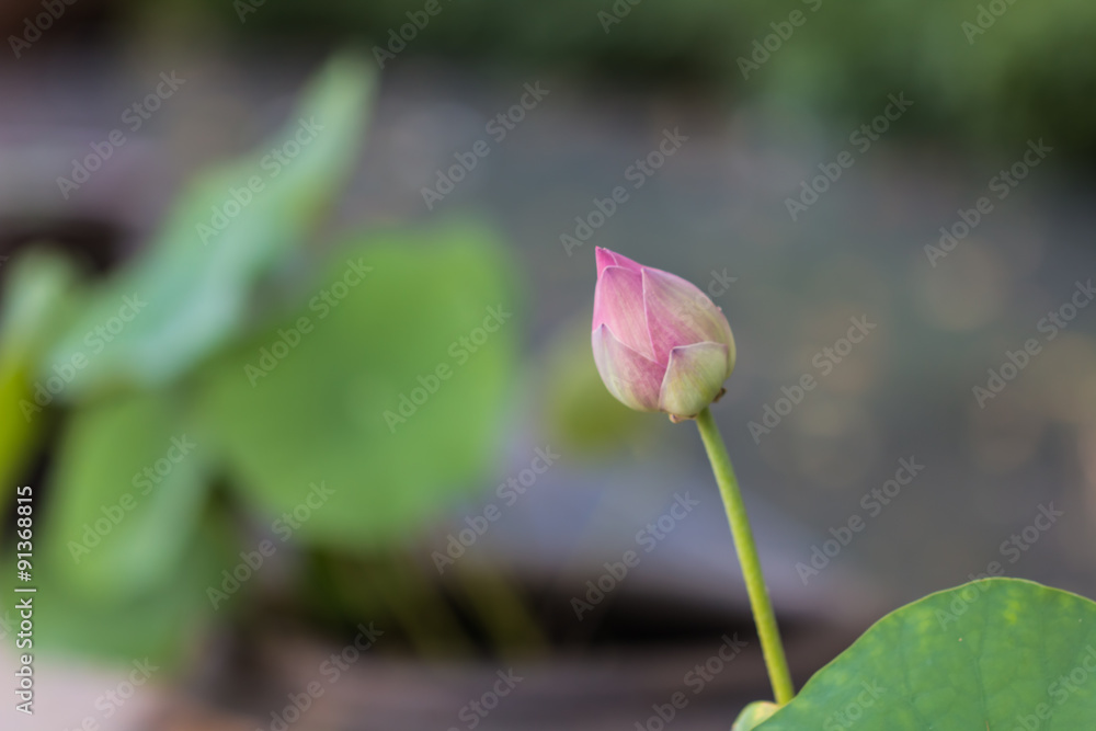 beautiful lotus in pond