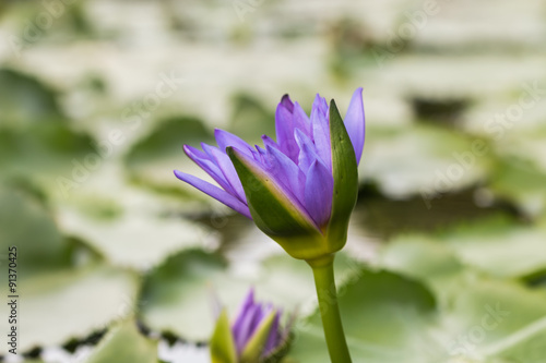 beautiful lotus in pond