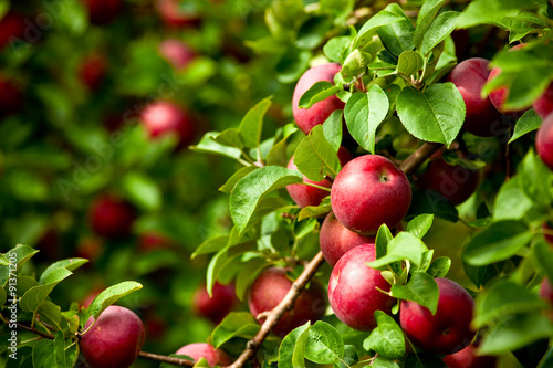 Fotografia Organic red ripe apples on the orchard tree with green leaves