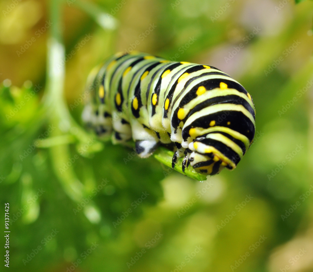 Black Swallowtail caterpillar feeding on parsley