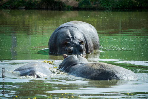 Hippopotamuses in the water.