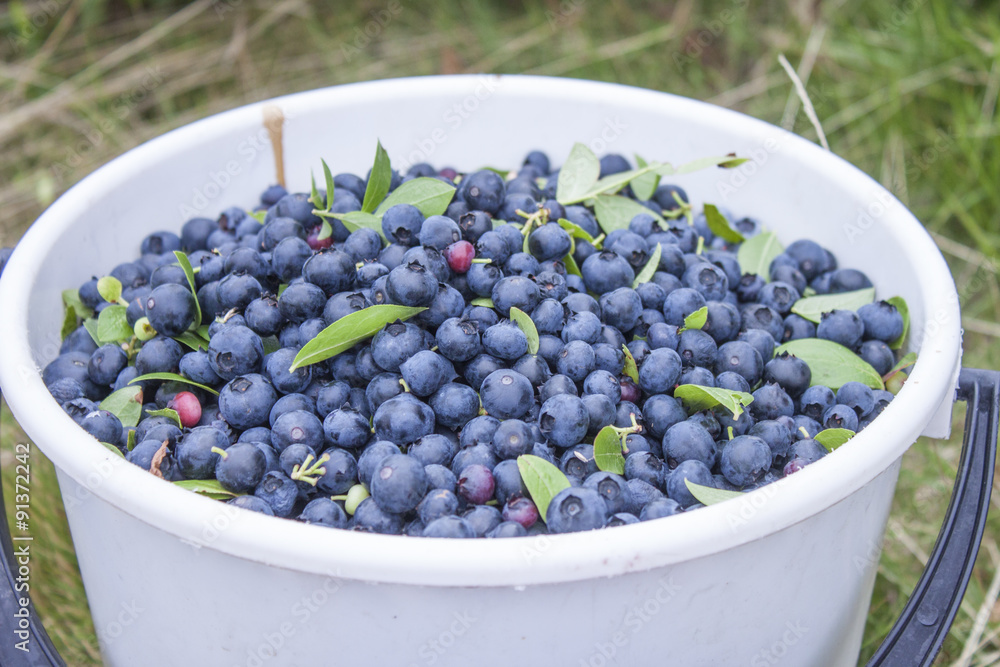 Huckleberry bucket Huckleberry bucket