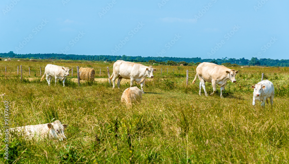 Fototapeta premium Herd of cows in pasture in Oleron island, France
