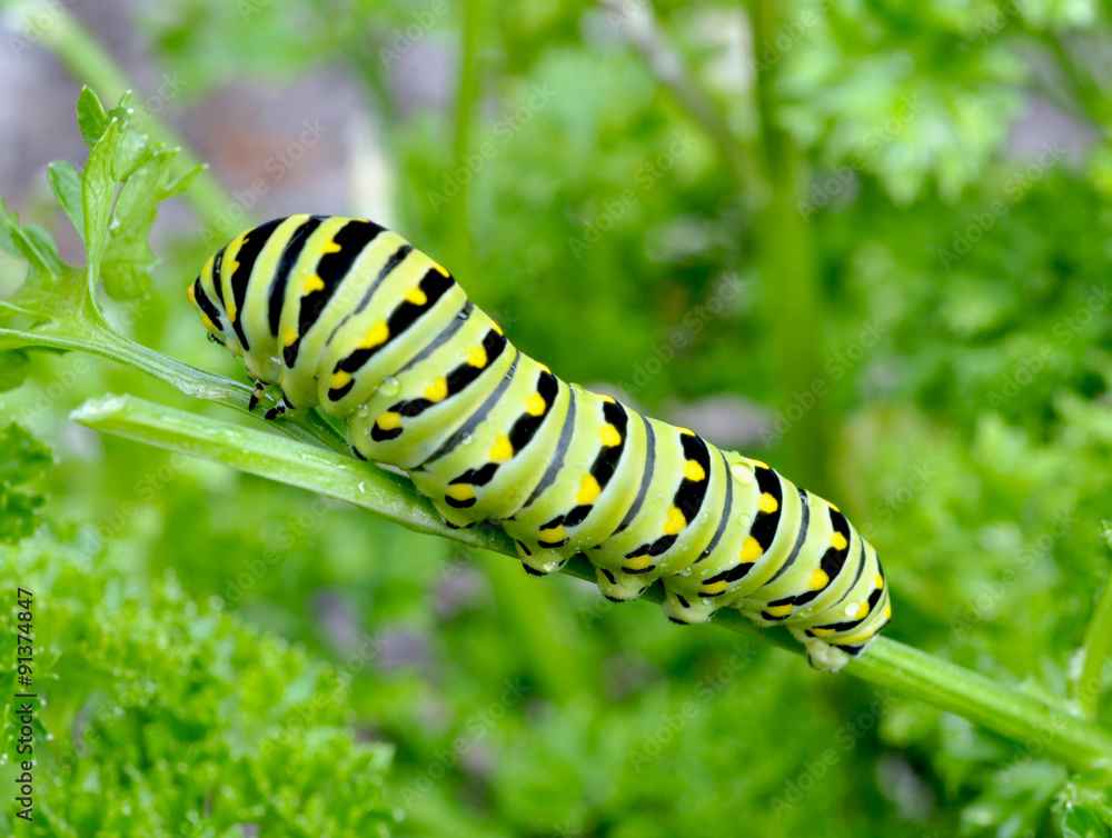 Naklejka premium Black Swallowtail caterpillar feeding on parsley