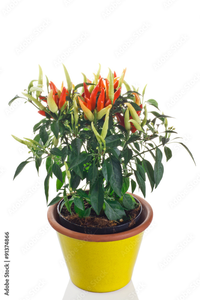 pianta di peperoncino piccante in vaso Stock Photo | Adobe Stock