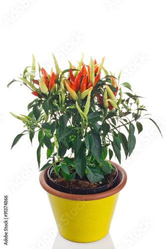 pianta di peperoncino piccante in vaso