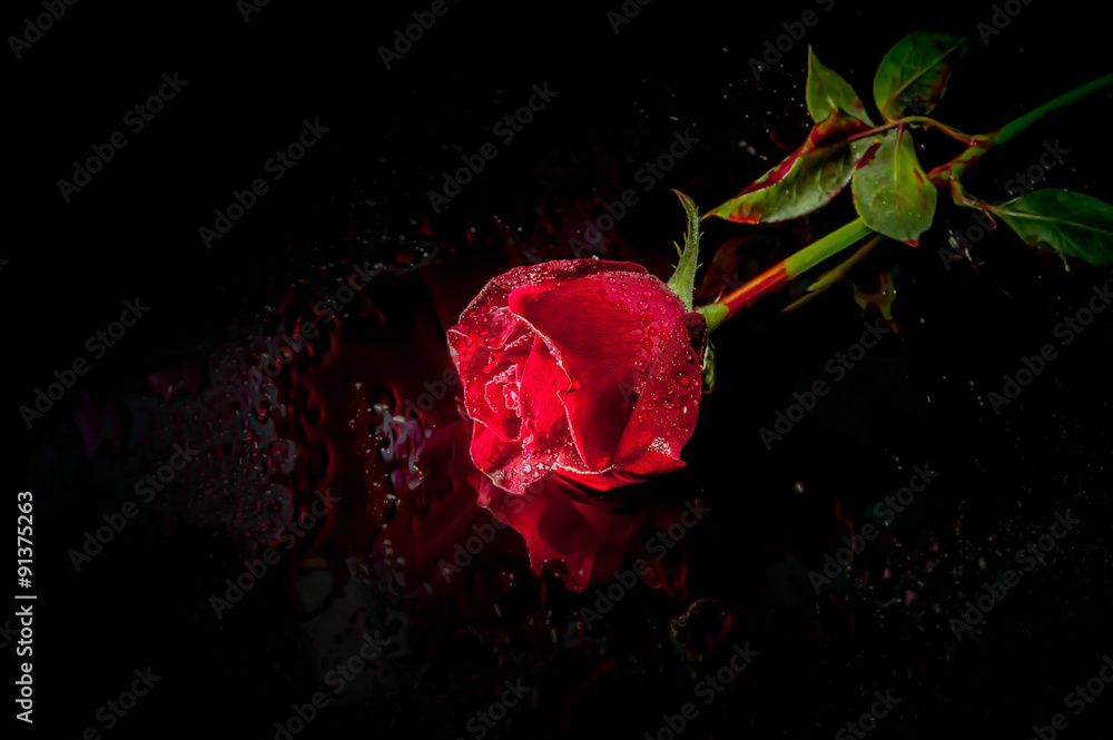 Fototapeta premium dramatic a red rose