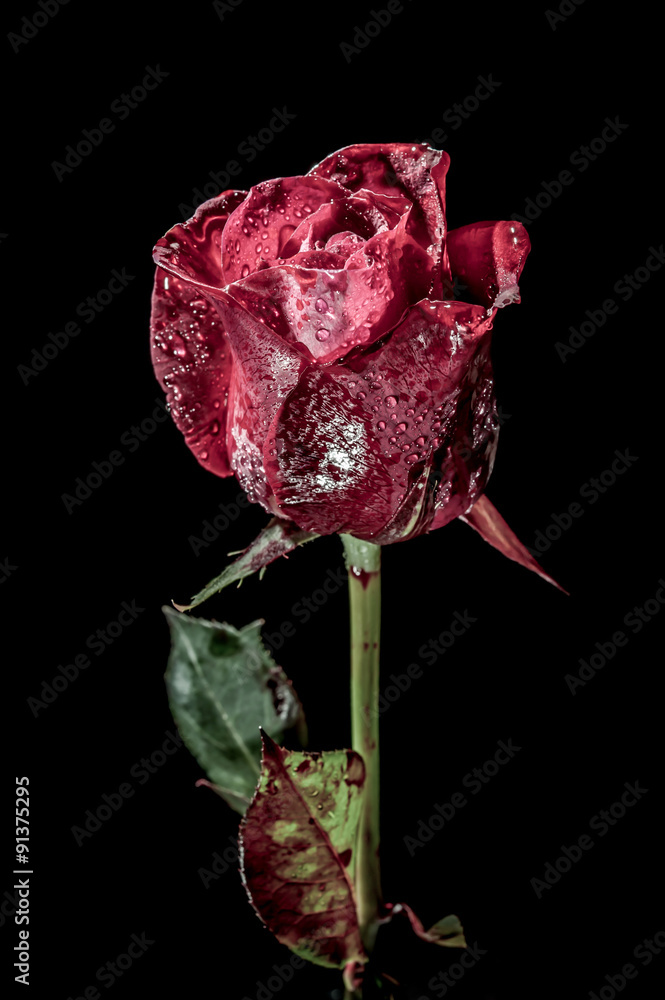 Fototapeta premium dramatic a red rose