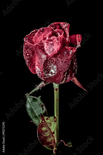 dramatic a red rose