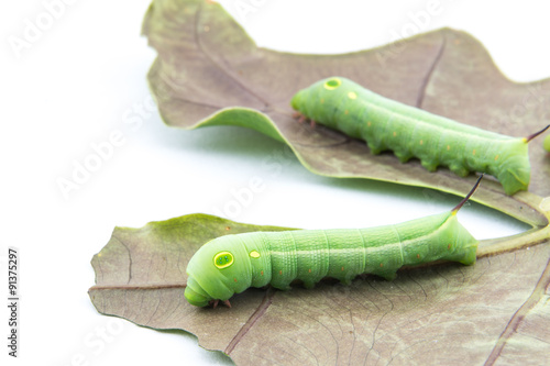 Two worms on leaf