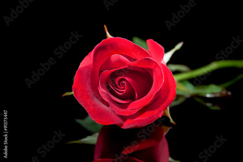 Wallpaper Mural rose red close up Torontodigital.ca