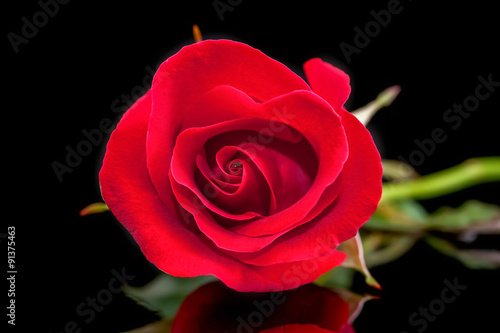Fototapeta Naklejka Na Ścianę i Meble -  rose red close up