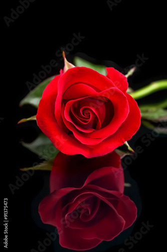 Wallpaper Mural rose red close up Torontodigital.ca