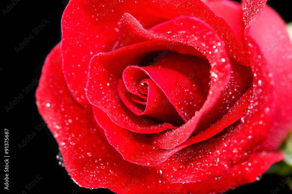 rose red close up rose red close up