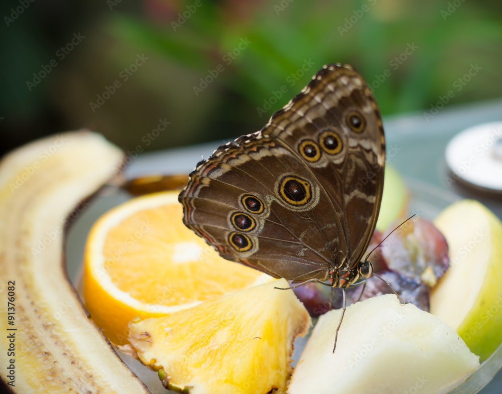 Fototapeta premium butterfly on fruit